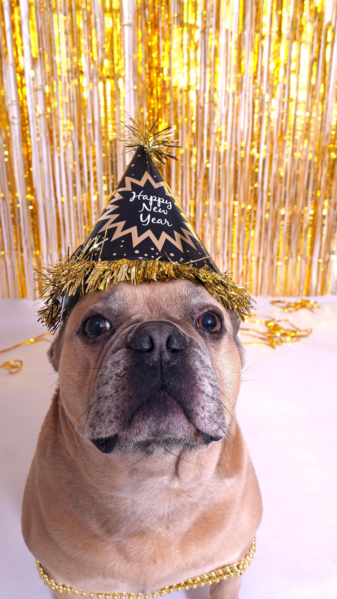 3 How to Keep Your Pets Calm During Holiday Parties 1 3 How to Keep Your Pets Calm During Holiday Parties
