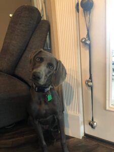 CATHYLIFE Dog Doorbells for Potty Training 1 617lyoWNllL. AC SL1500 Home & Kitchen Gadgets You'll Love