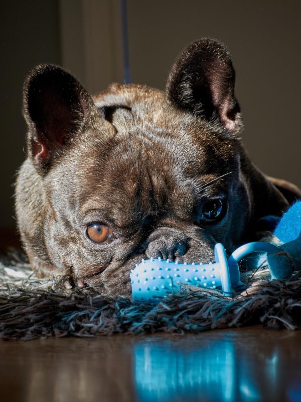 dog-4752630_1280 dog-4752630_1280