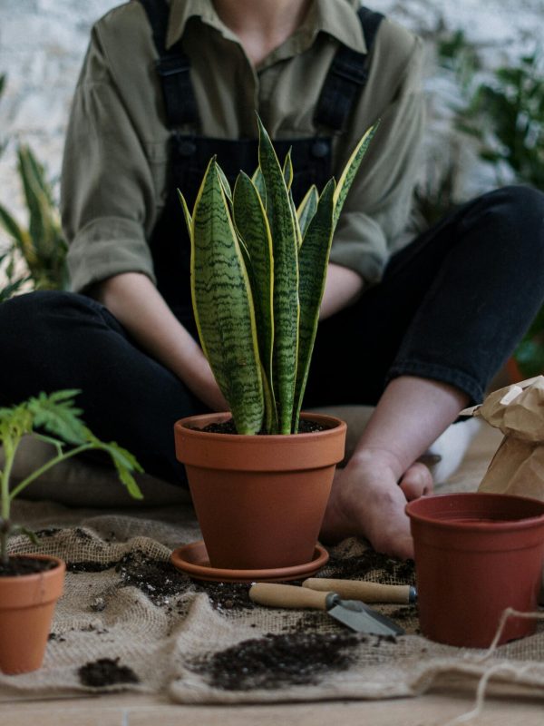 pexels-cottonbro-4503261 pexels-cottonbro-4503261